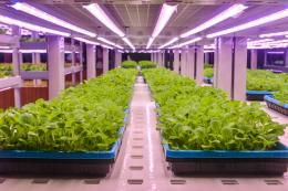 LED světla pro růst rostlin – jak je vybrat?