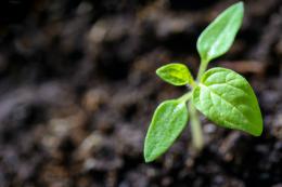 Pflanzen unter LED-Beleuchtung anbauen: Tipps und Tricks